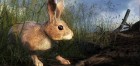 theHunter 2015 10